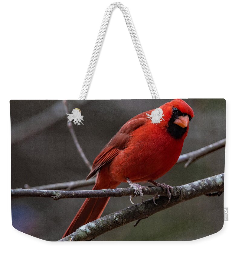 The New Red Suit Prints Weekender Tote Bag featuring the photograph The New Red Suit by John Harding