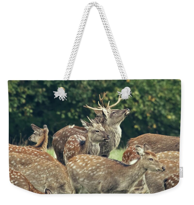 Grass Weekender Tote Bag featuring the photograph The Pride Of The Stag by Blackcatphotos