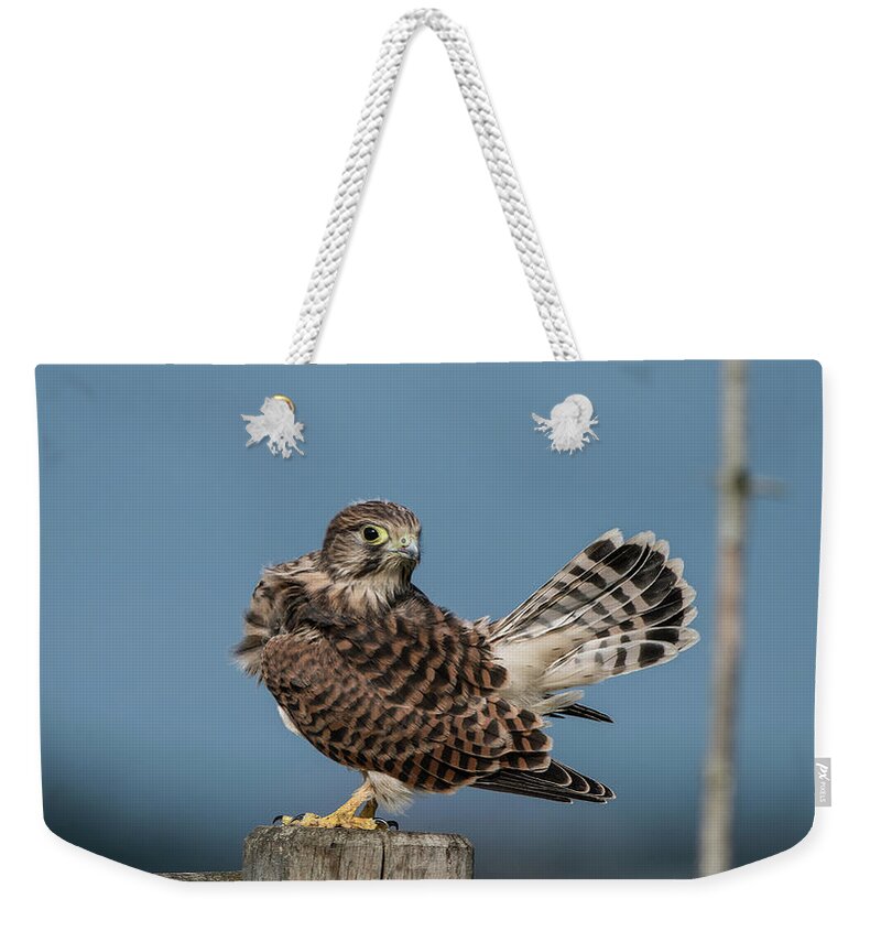 Kestrel Weekender Tote Bag featuring the photograph The young Kestrel's tail in the air by Torbjorn Swenelius