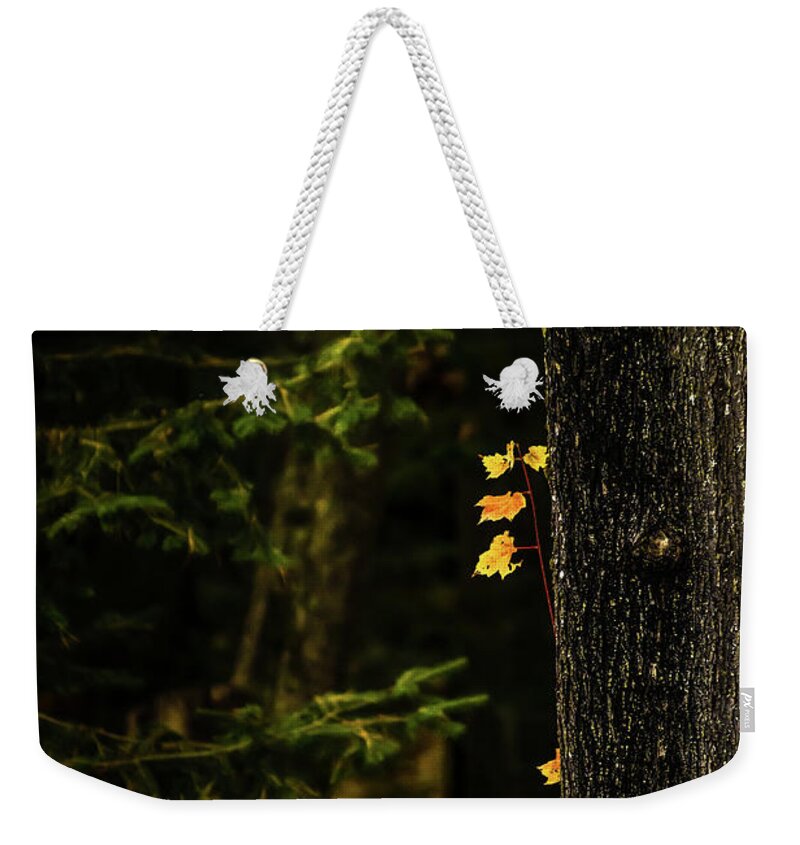 Autumn Weekender Tote Bag featuring the photograph This Little Light of Mine by Elizabeth Dow