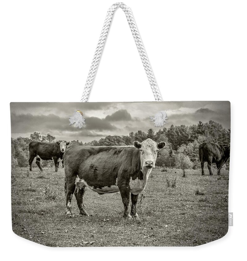 Cows Weekender Tote Bag featuring the photograph Three Cows by Cathy Kovarik
