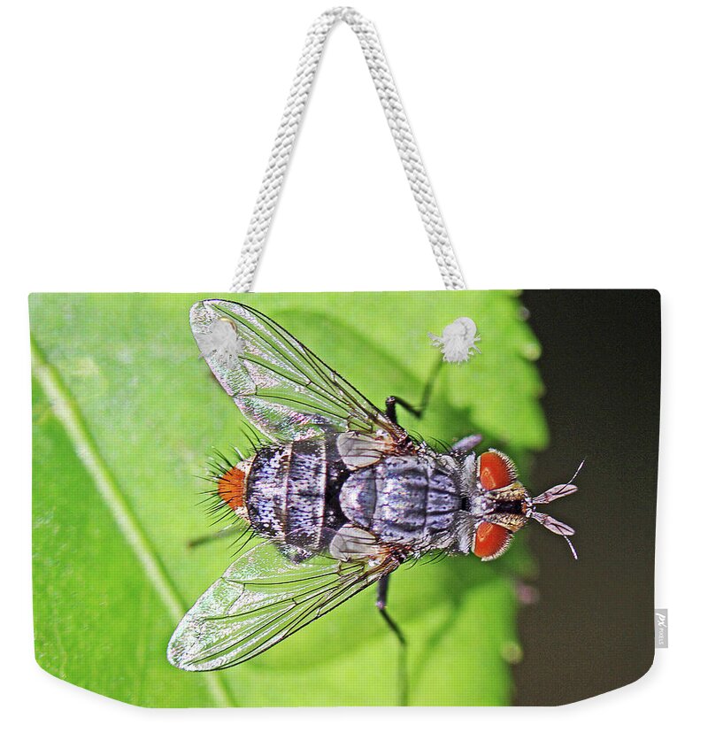 Insects;horizontal;macro;jenniferrobin.gallery Weekender Tote Bag featuring the photograph Three Eyed Fly by Jennifer Robin
