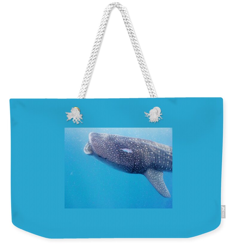Ocean Weekender Tote Bag featuring the photograph Time To Krill by Lynne Browne