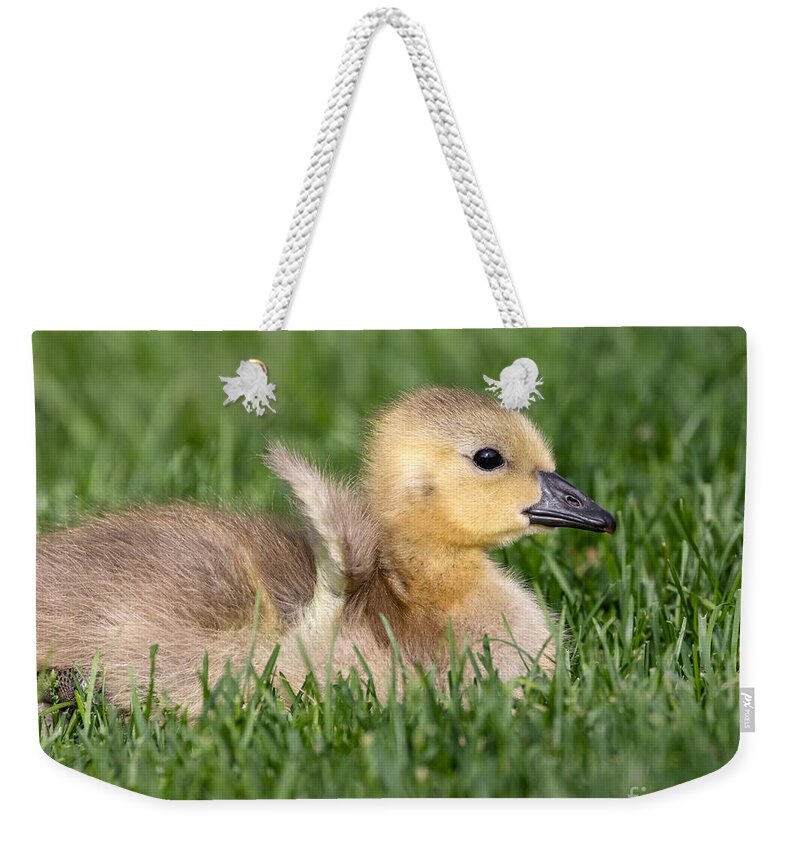 Photography Weekender Tote Bag featuring the photograph Tiny Wings by Alma Danison