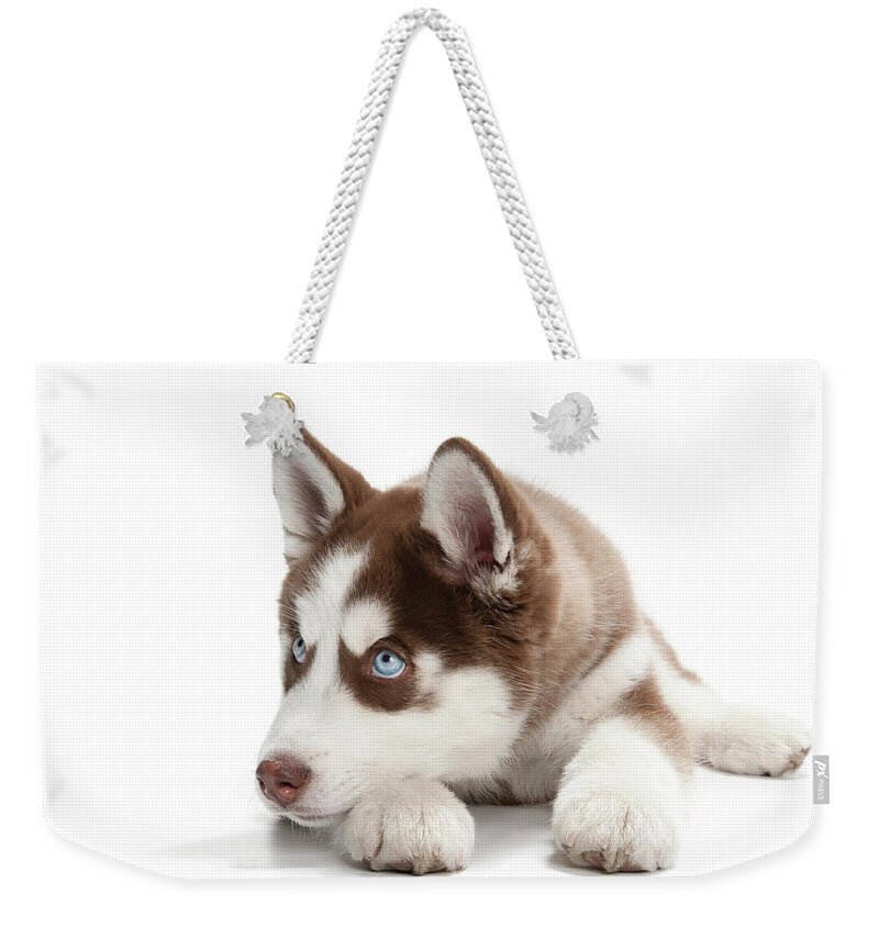 Pets Weekender Tote Bag featuring the photograph Tired Husky Puppy by Chris Stein
