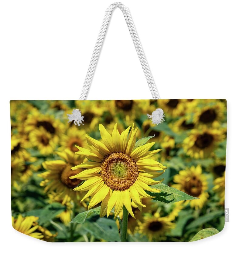 Sunflower Weekender Tote Bag featuring the photograph Tournesol Sunflower by Rose Guinther