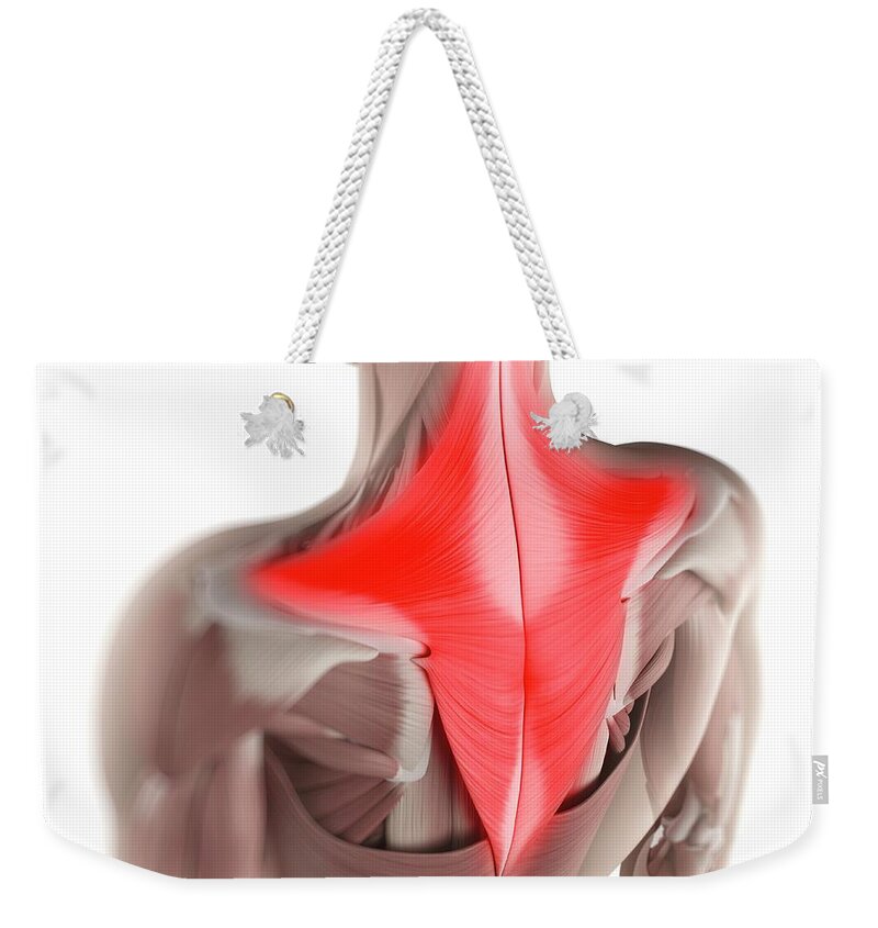 White Background Weekender Tote Bag featuring the digital art Trapezius Muscle, Artwork by Sciepro