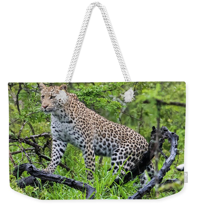 Leopard Weekender Tote Bag featuring the photograph Tree climbing leopard by Mark Hunter