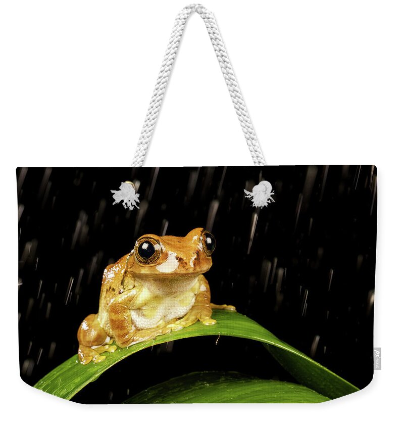 Animal Themes Weekender Tote Bag featuring the photograph Tree Frog In Rain by Markbridger