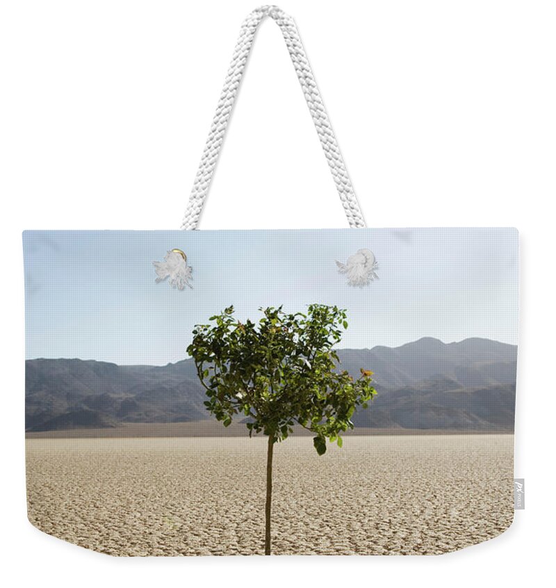 Clear Sky Weekender Tote Bag featuring the photograph Tree Growing In Desert by Buena Vista Images