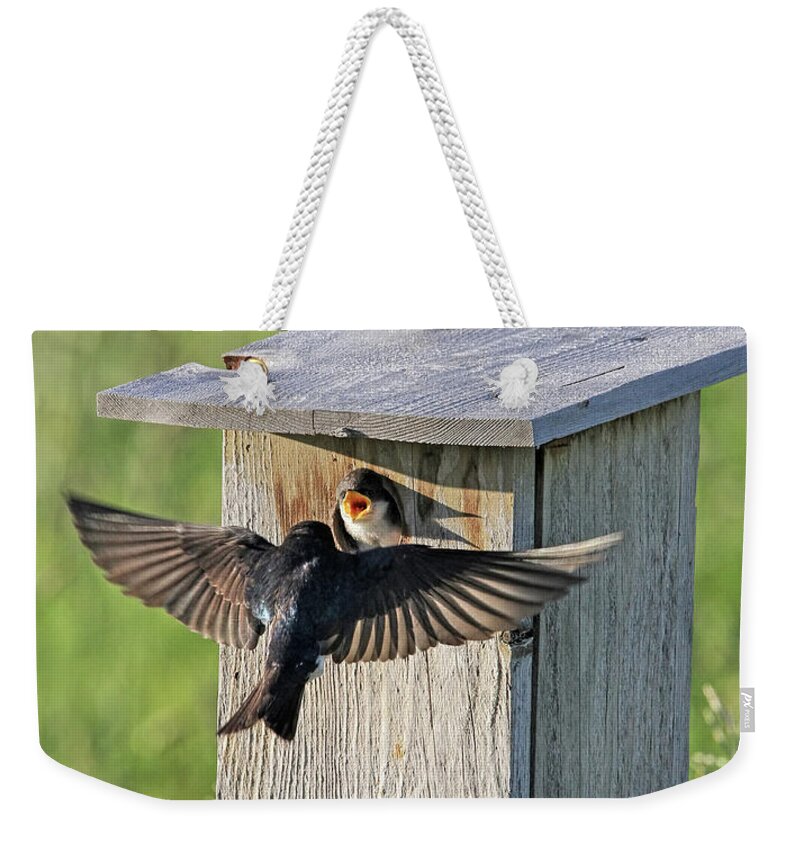 Tree Swallow Weekender Tote Bag featuring the photograph Tree Swallow Feeding Time by Jennie Marie Schell