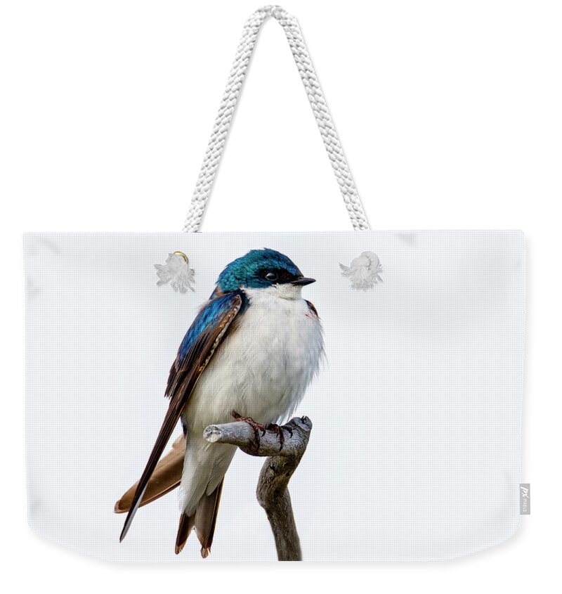 Small Fluffy Bird Weekender Tote Bag featuring the photograph Adult tree swallow by Robert C Paulson Jr