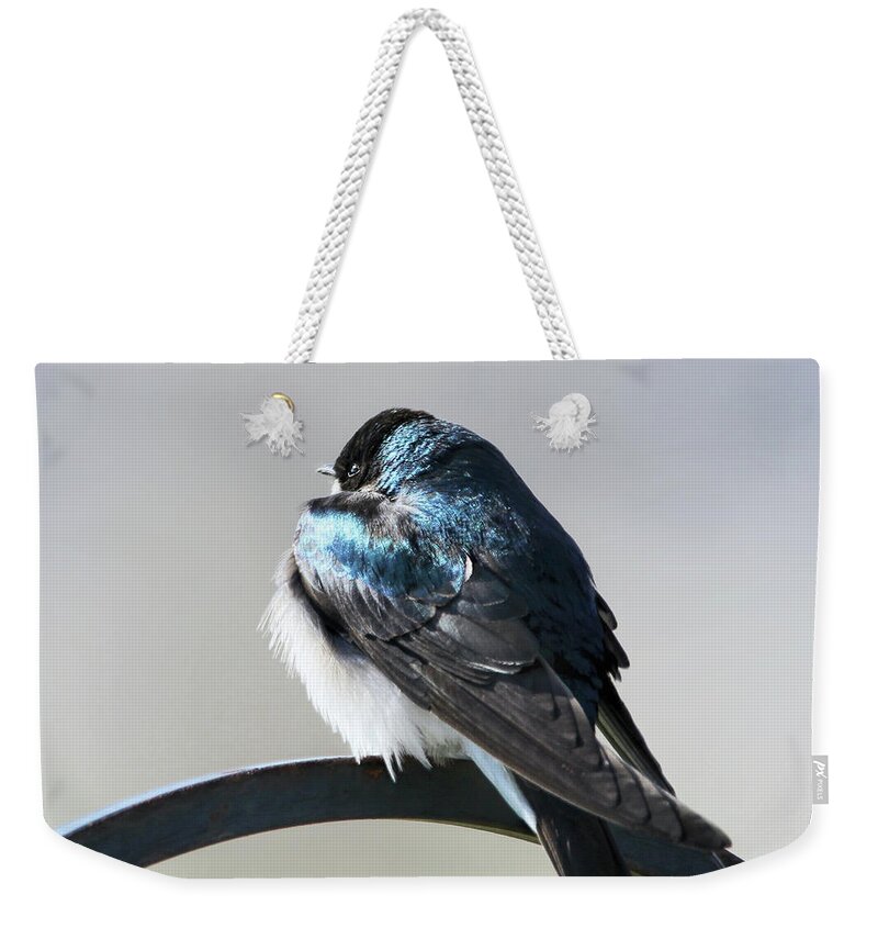 Tree Swallow Weekender Tote Bag featuring the photograph Tree Swallow Winter Morning by Jennie Marie Schell