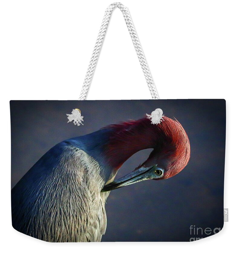 Heron Weekender Tote Bag featuring the photograph Tricolor Preening by Tom Claud