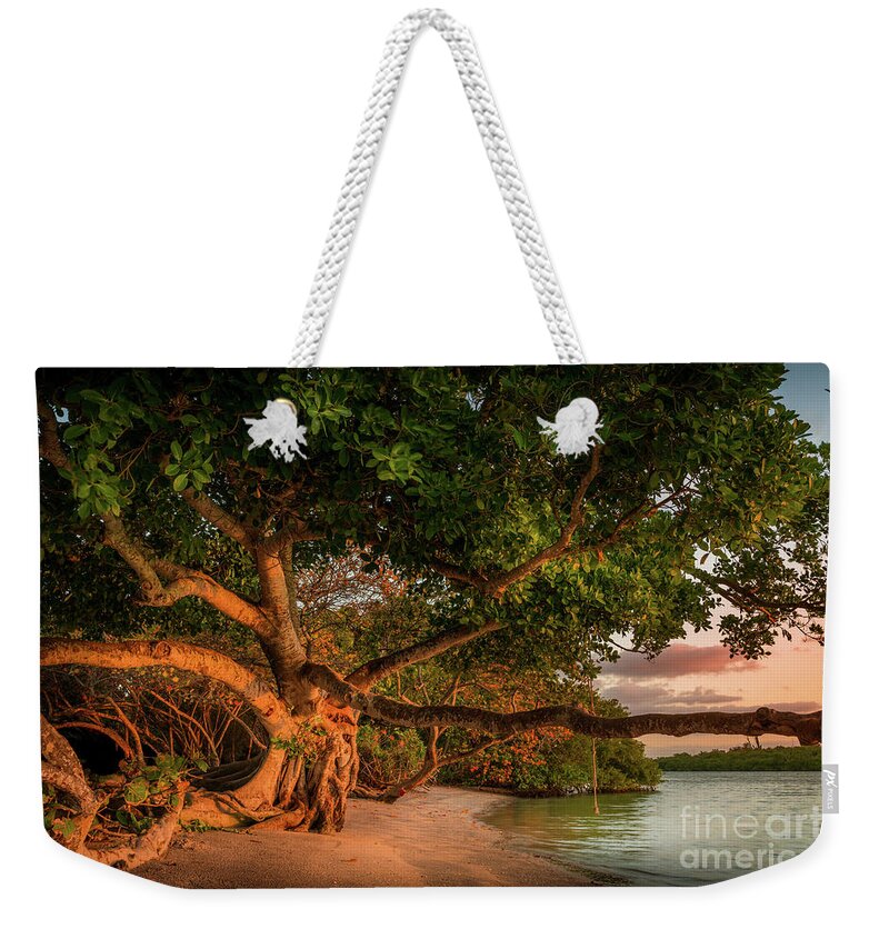 Casey Key Weekender Tote Bag featuring the photograph Tropical Tree at North Jetty in Venice, Florida by Liesl Walsh