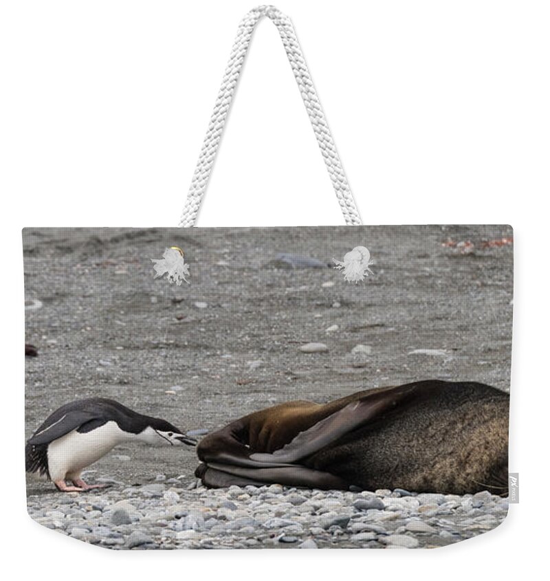 Penguin Weekender Tote Bag featuring the photograph Troublemaker by Alex Lapidus