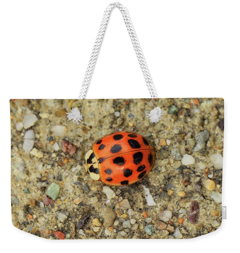 Ladybug Weekender Tote Bag featuring the photograph Trying To Blend In by Donna Blackhall