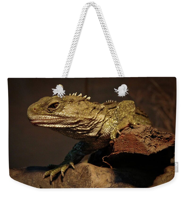 Animal Themes Weekender Tote Bag featuring the photograph Tuatara by Alastair Stewart