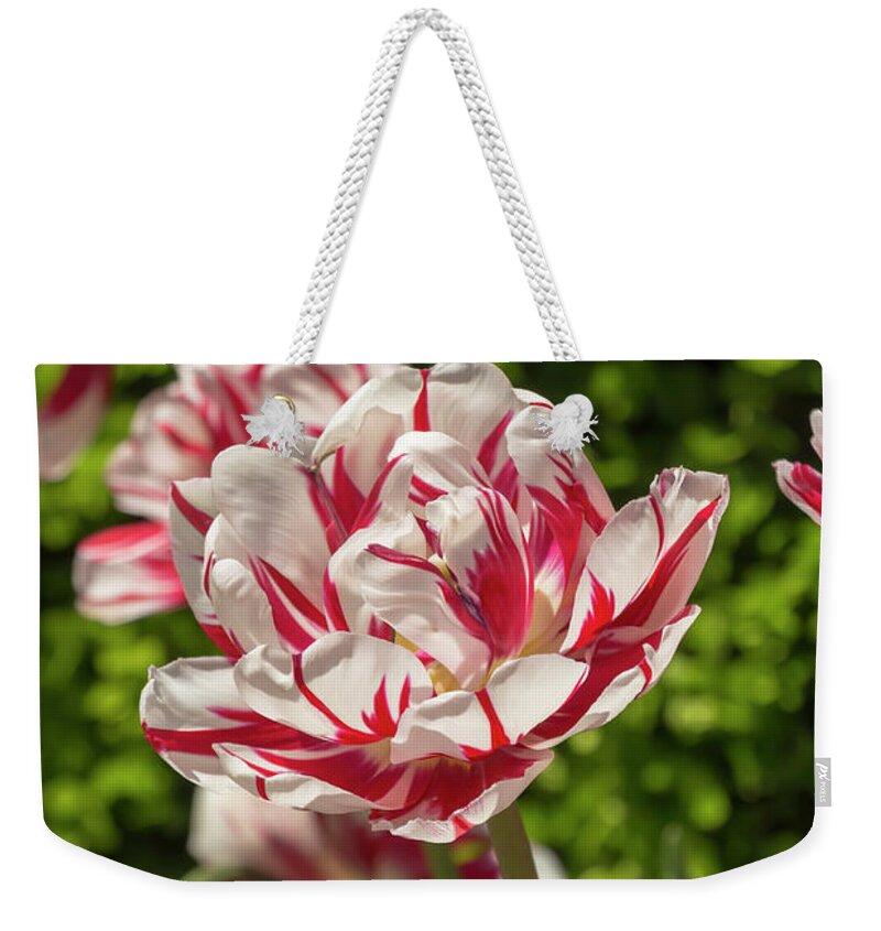 Tulip Weekender Tote Bag featuring the photograph Tulip Carnival de Nice by Dawn Cavalieri