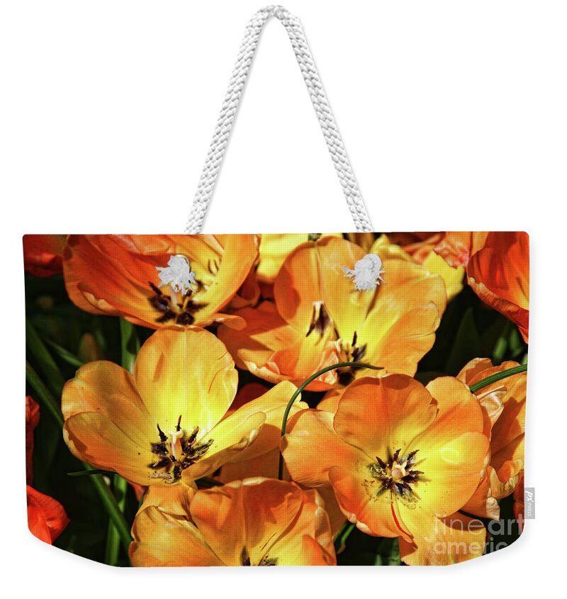 Tulips Weekender Tote Bag featuring the photograph Tulip Explosion by Joan Bertucci