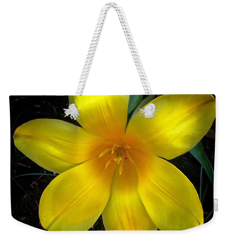 Iphone Weekender Tote Bag featuring the photograph Tulip Squared by Richard Cummings