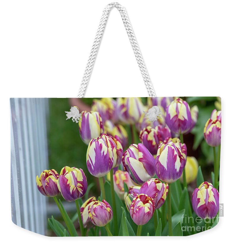 Tulipa Striped Sail;tulip Striped Sail;triumph Tulip Weekender Tote Bag featuring the photograph Tulip Striped Sail Flowers by Tim Gainey