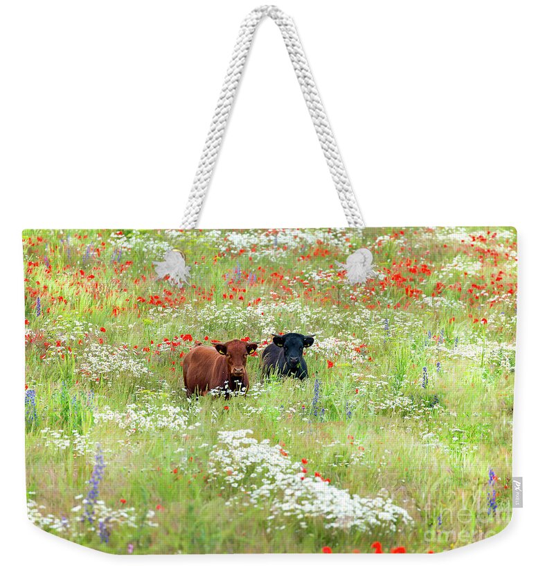Cows Weekender Tote Bag featuring the photograph Two Norfolk cows in wild flower meadow by Simon Bratt