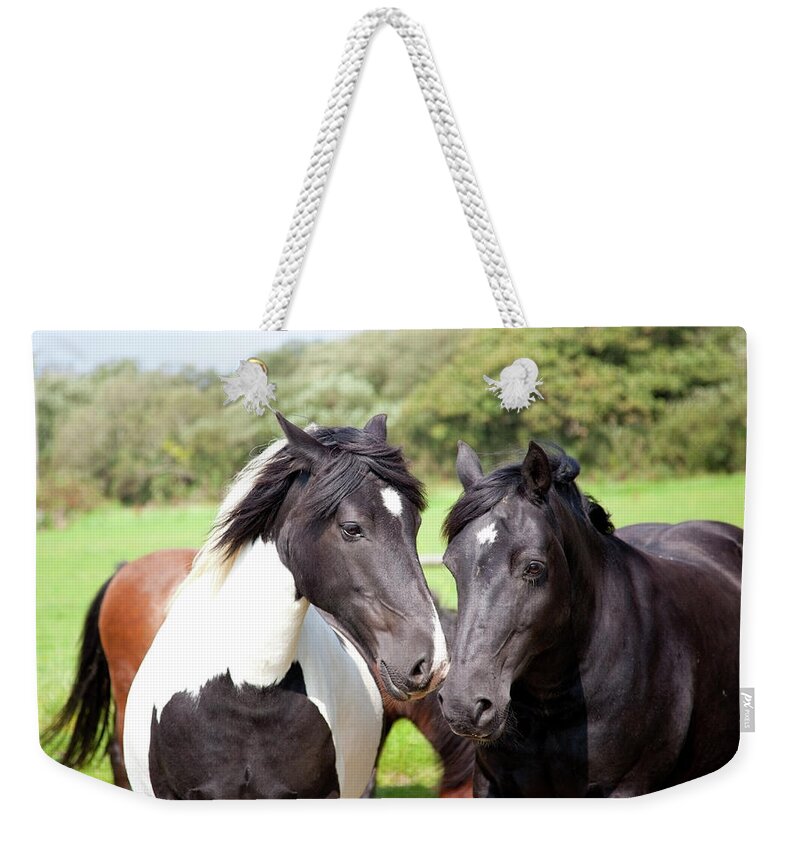 Horse Weekender Tote Bag featuring the photograph Two Horses by Sashafoxwalters