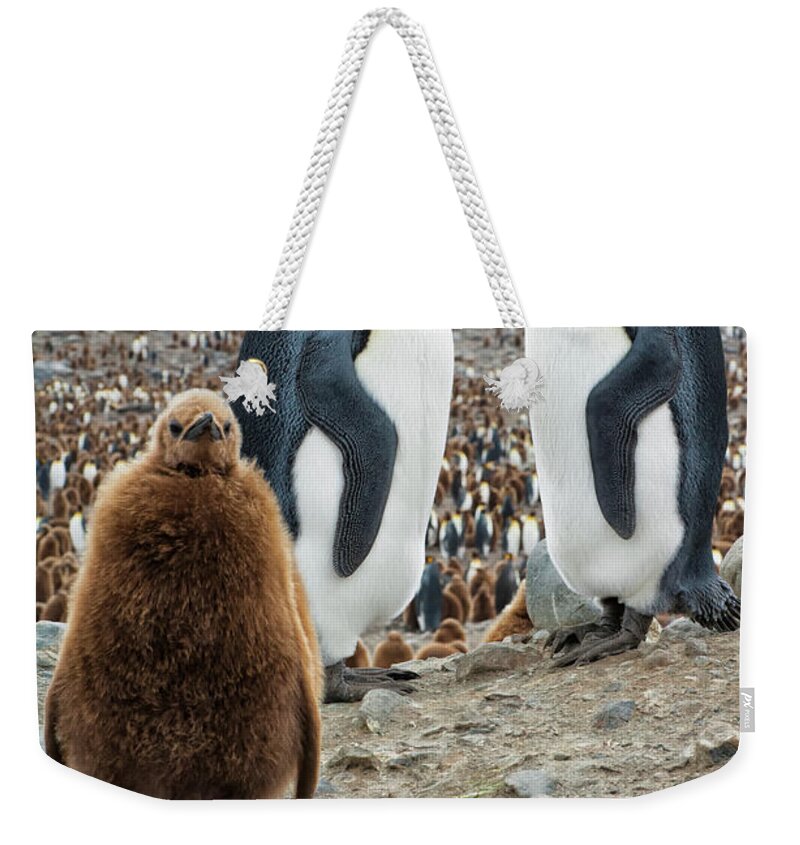 Animals In The Wild Weekender Tote Bag featuring the photograph Two King Penguins And A Chick by Gabrielle Therin-weise