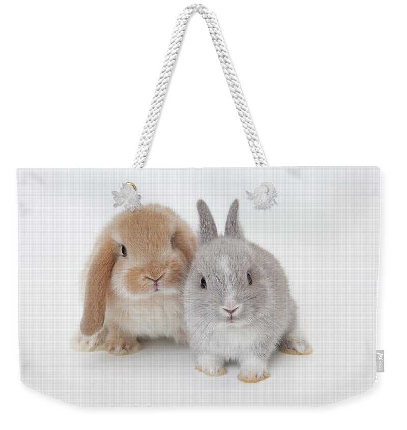Pets Weekender Tote Bag featuring the photograph Two Rabbits.netherland Dwarf And by Yasuhide Fumoto