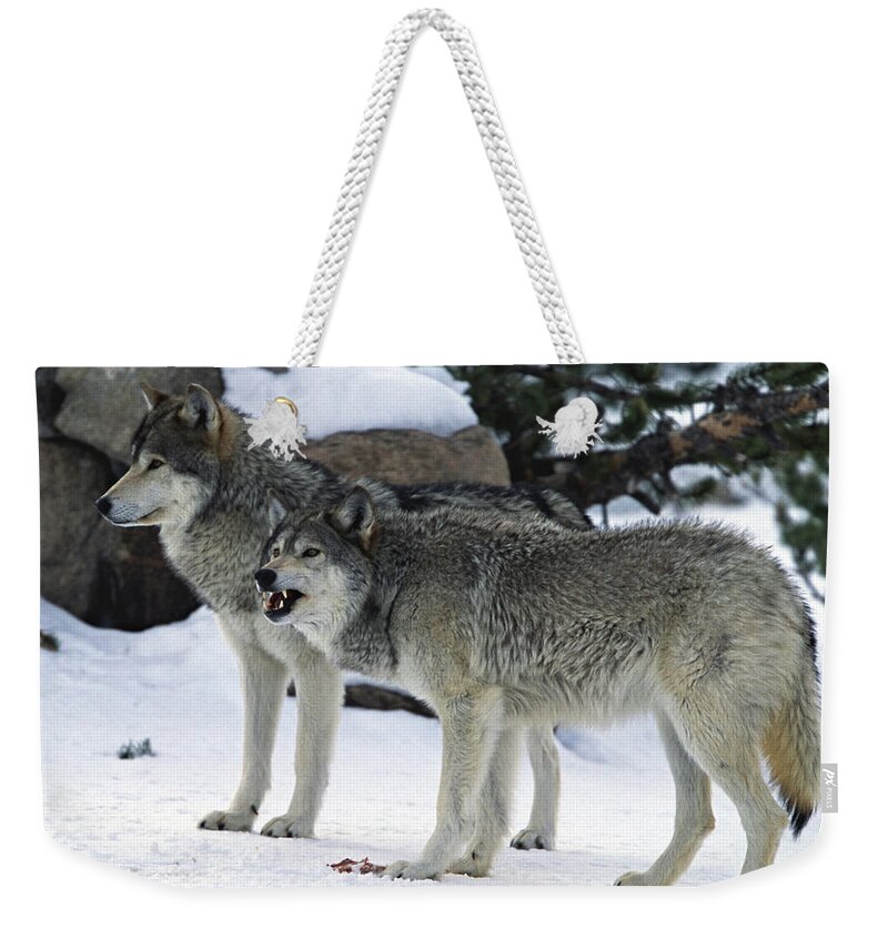 Snarling Weekender Tote Bag featuring the photograph Two Wolves by Judilen