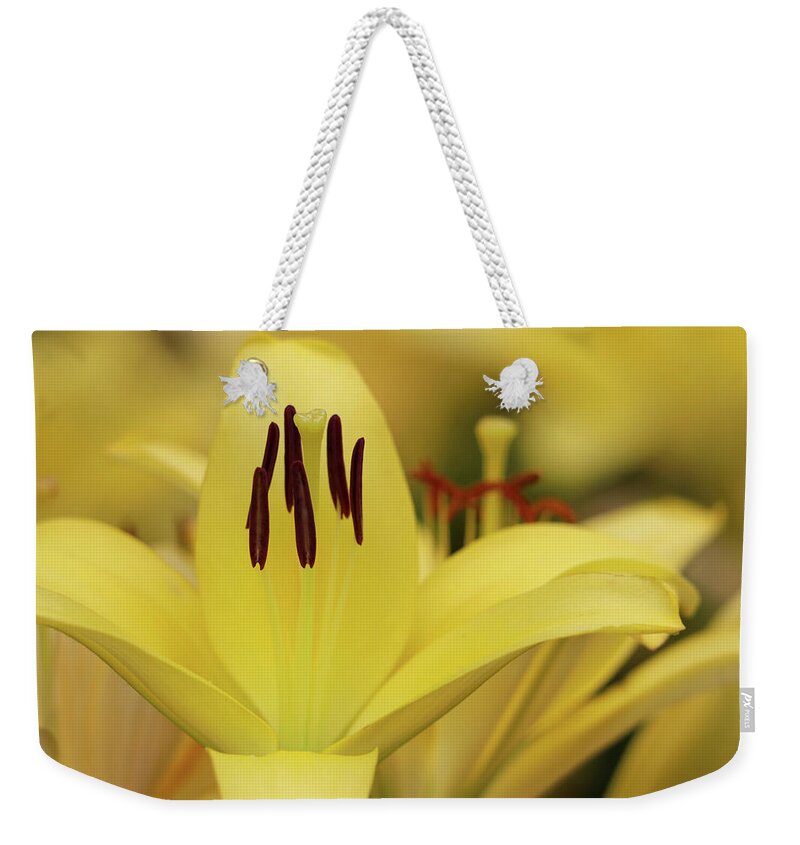 Day Lily Weekender Tote Bag featuring the photograph Upstanding Elegance by Mary Anne Delgado