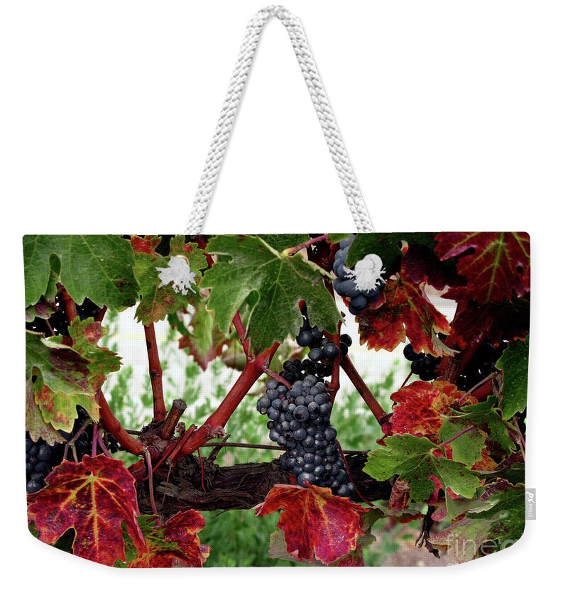 Wine Grapes In The Fall Weekender Tote Bag featuring the photograph Vineyard in the Fall by Terri Brewster