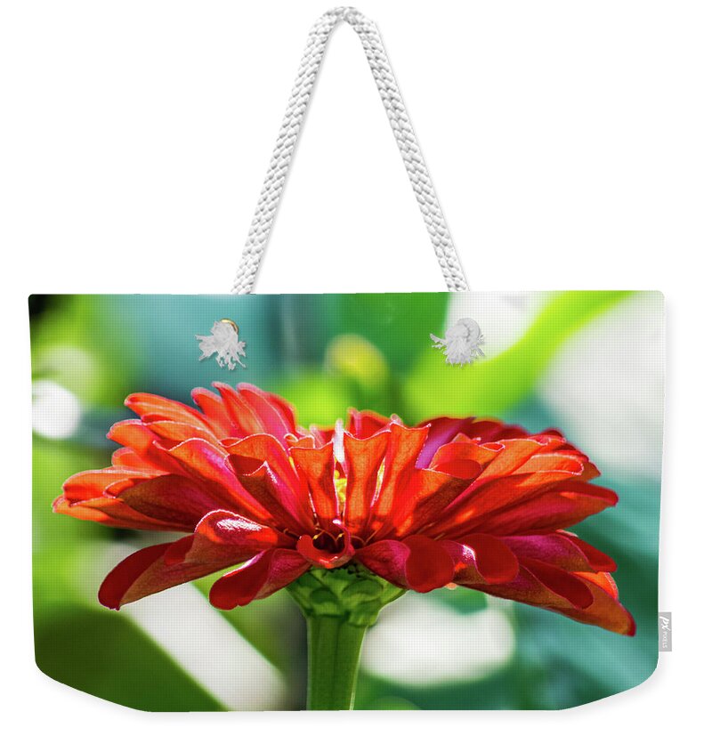 Red Zinnia Weekender Tote Bag featuring the photograph Vivid Zinnia by Mary Ann Artz