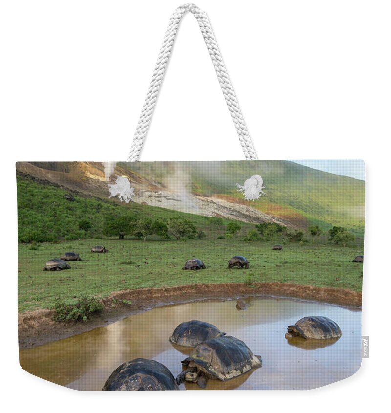 Animal Weekender Tote Bag featuring the photograph Volcan Alcedo Tortoises Wallowing by Tui De Roy