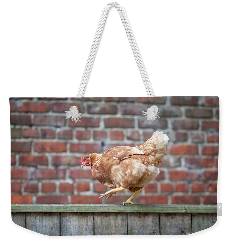 Anita Nicholson Weekender Tote Bag featuring the photograph Walk the Line - Chicken walking along a wooden fence by Anita Nicholson