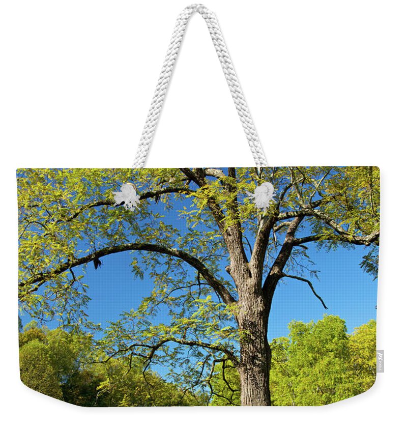 Hardwood Tree Weekender Tote Bag featuring the photograph Walnut Tree by Mountainberryphoto