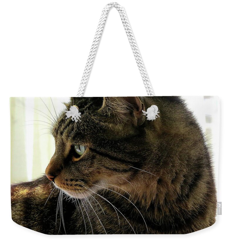 Cats Weekender Tote Bag featuring the photograph Was That a Mouse? by Linda Stern