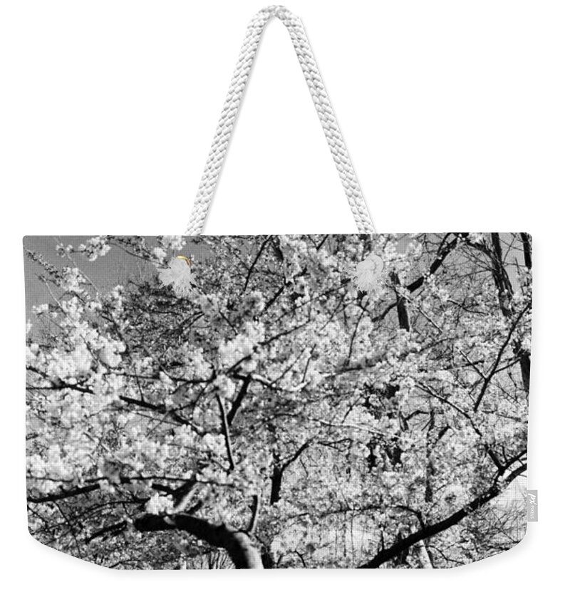 Cherry Blossoms Weekender Tote Bag featuring the photograph Washington Springtime No.1 by Steve Ember