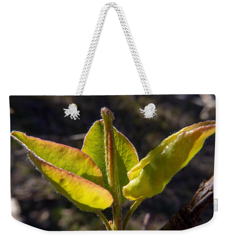 Leaf Weekender Tote Bag featuring the photograph Welcome the Spring Sun by Ivars Vilums