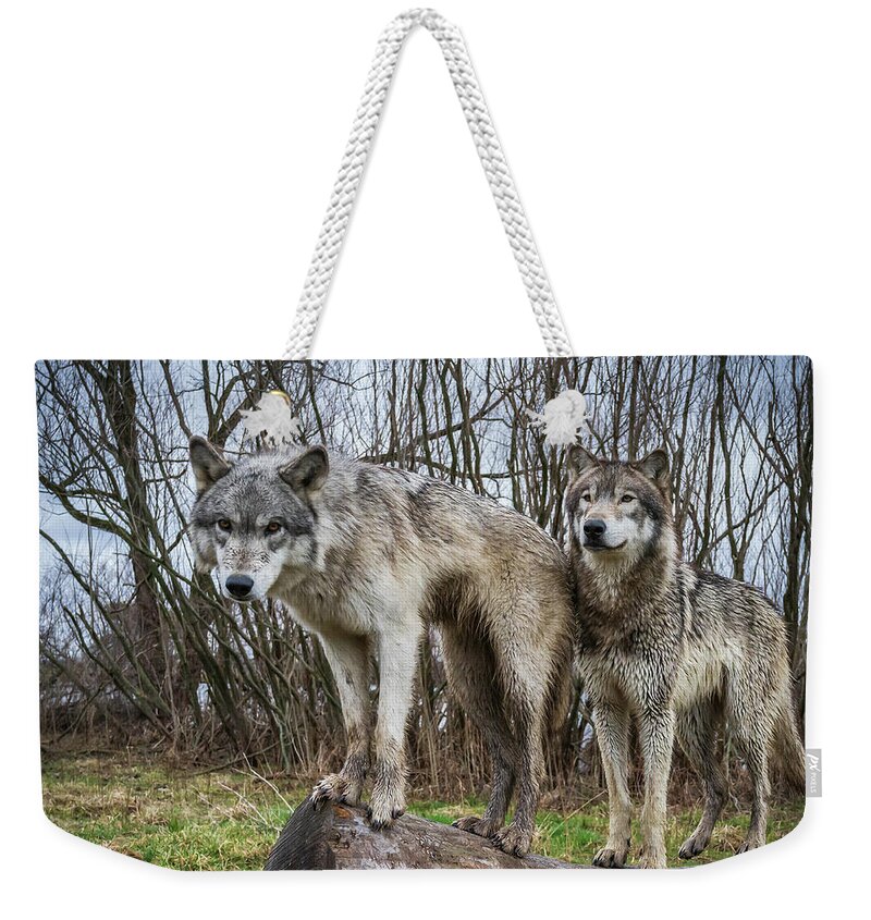 Wolves Wolf Weekender Tote Bag featuring the photograph Well hello by Laura Hedien