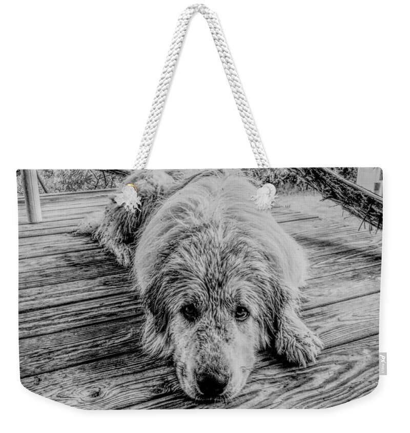 Dog Weekender Tote Bag featuring the photograph Wet Dog Beau by Ivars Vilums