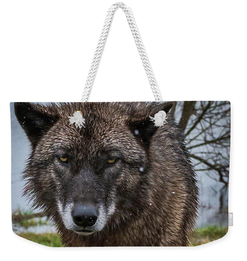 Black Wolf Wolves Weekender Tote Bag featuring the photograph Wet Wolf by Laura Hedien