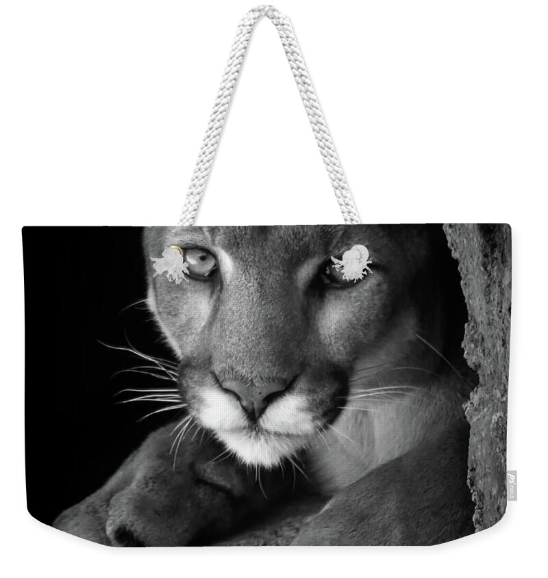 Mountain Lion Weekender Tote Bag featuring the photograph What Now by Elaine Malott