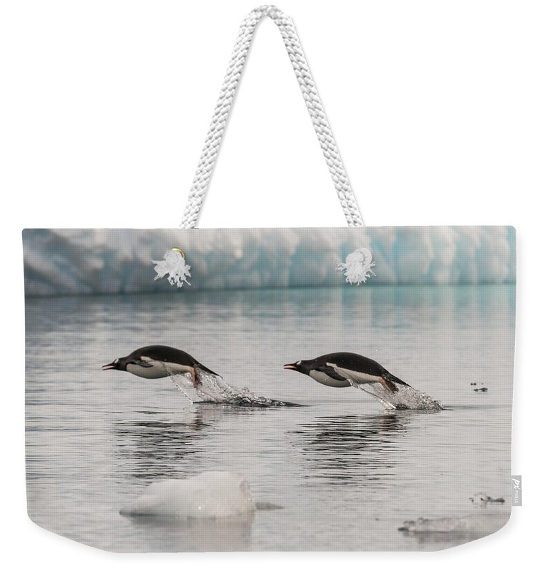 Penguins Weekender Tote Bag featuring the photograph When Penguins Fly by Alex Lapidus