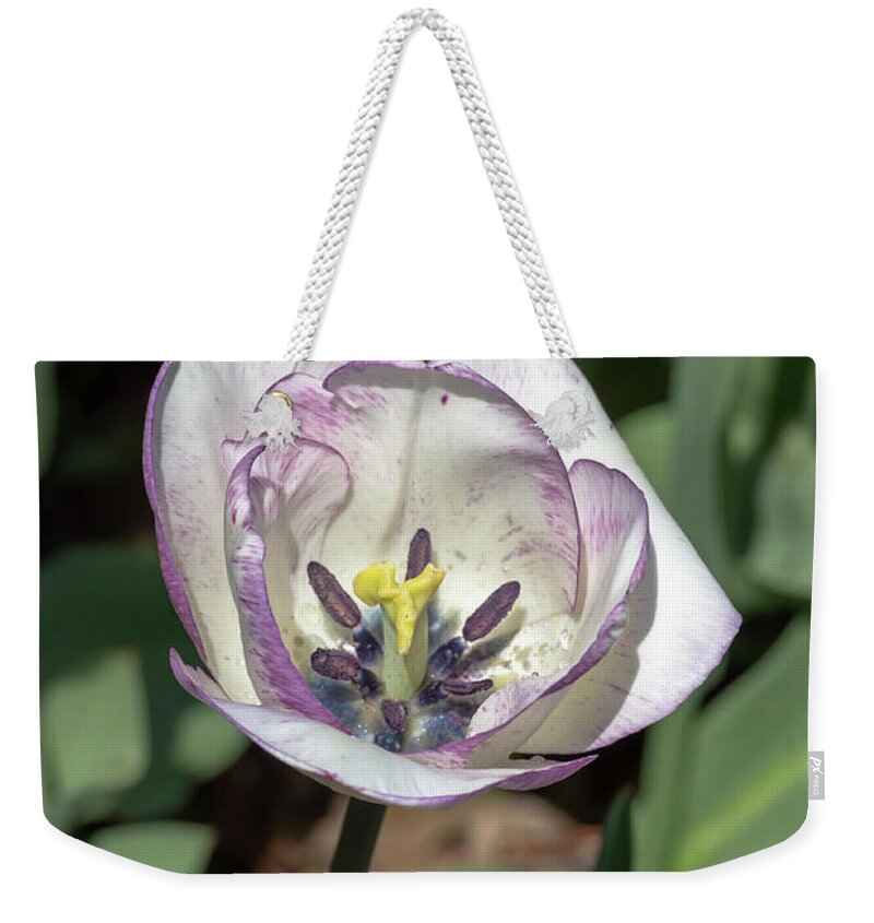 Tulip Weekender Tote Bag featuring the photograph White-and-Purple Tulip by Dawn Cavalieri