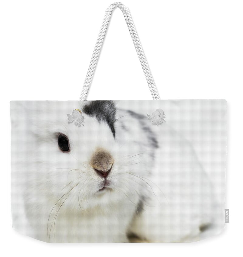 White Background Weekender Tote Bag featuring the photograph White, Black And Brown Rabbit by Michael Blann