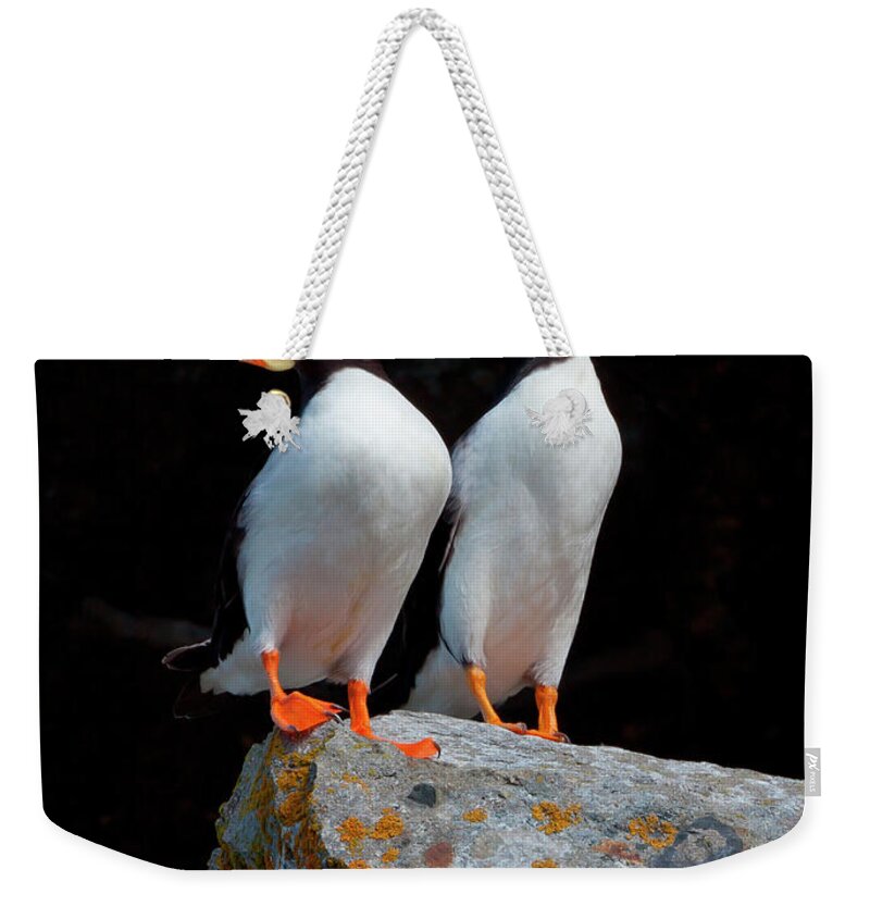 Vertebrate Weekender Tote Bag featuring the photograph White-chested Puffins, Fratercula by Mint Images/ Art Wolfe