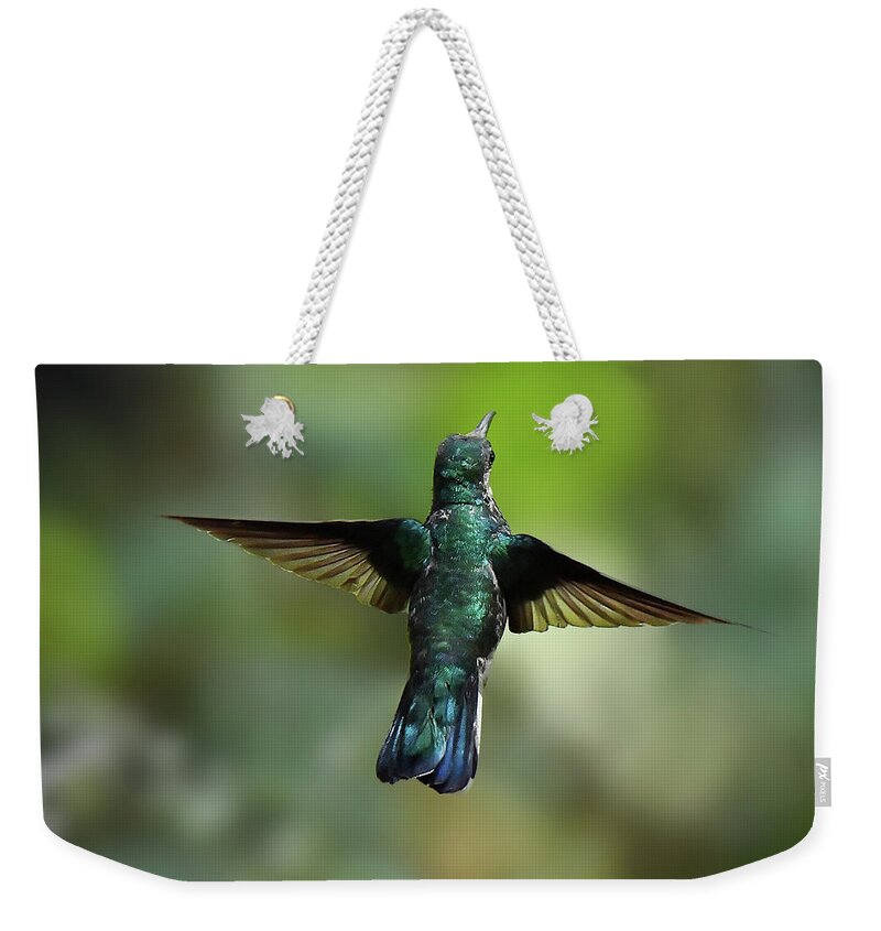 Hummingbirds Weekender Tote Bag featuring the photograph White-necked Jacobin Hovers by Alan Lenk