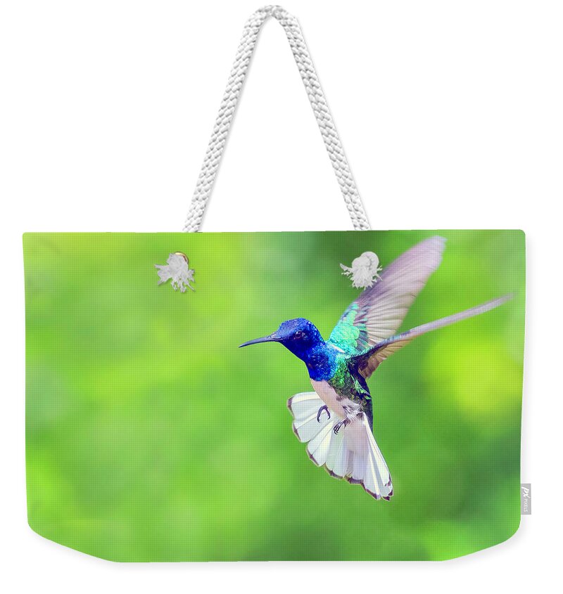 Bird Weekender Tote Bag featuring the photograph White Necked Jacobin Hummingbird by Nadia Sanowar